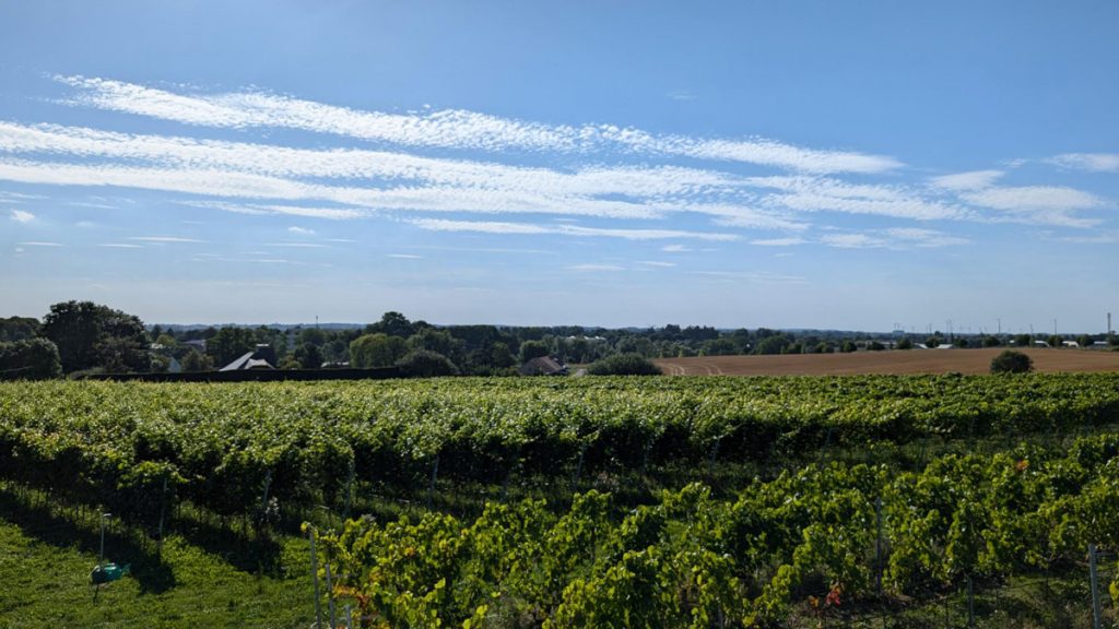 Weinberg Dähn in Dorf Mecklenburg